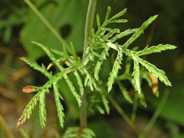 Delle belle margheritone gialle - Cota tinctoria